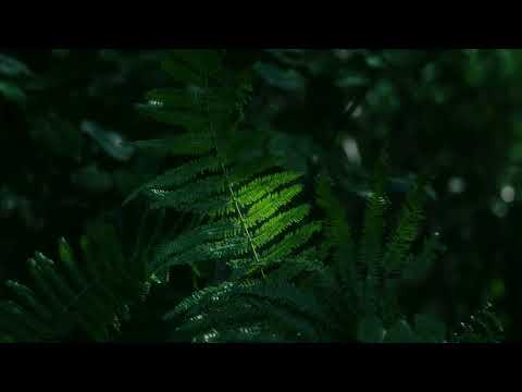 LAND ART PARK 「ACAO FOREST」CONCEPT MOVIE - short -