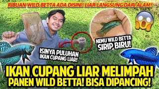 Download lagu BETTA FISH LIAR MELIMPAH DISINI! PANEN WILD BETTA SAMPAI BISA DIPANCING! MENEMUKAN SI SIRIP BIRU! mp3