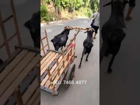 martes 07 de julio 2026, bonitos cabritos en Santa Elena, Usulután