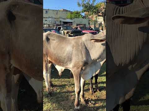 VOCÊ ENCONTRA NA FEIRA DE ANIMAIS DE UMBUZEIRO PB 05/09/2026