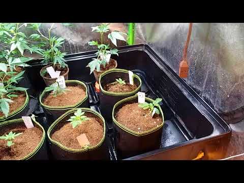UCG's Medical Cannabis Garden update/documentary sat 8/18/18