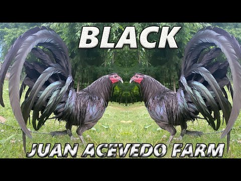 Kentucky JUAN ACEVEDO FARM Beautiful Black Birds