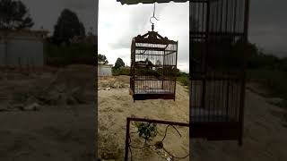 Download lagu Cuitan gelatik batu mp3 Download lagu Cuitan gelatik batu mp3