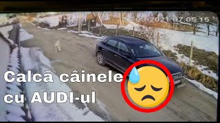 VIDEO - Caine lovit în plin de o mașină la Cisnădioara - Vinovatul spune că ”a fost un accident” 1 video