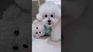 Download lagu The Puppy’s Toy Was Taken Away! 🥺🐶💔 #english #ytshorts #usashorts mp3