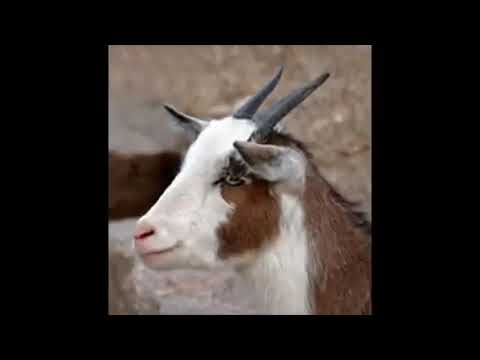 victor estevez el chivo EL QUE NO LLORA NO MAMA