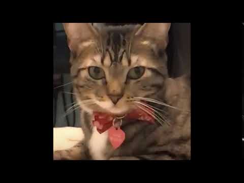 My Cat Just Heard Monsters Voice