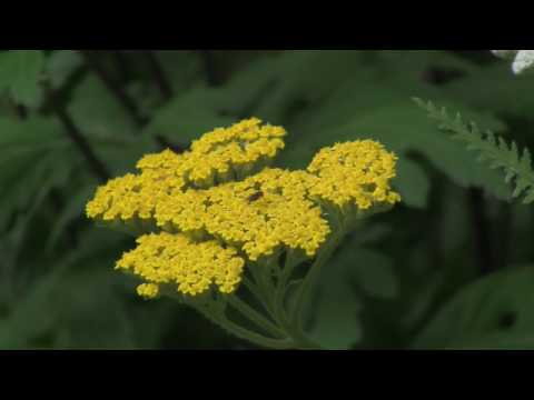 How to Grow and Prune Achillea (Yarrow)