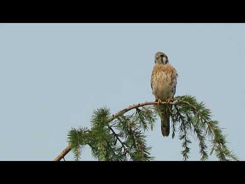 09/07/24 (#4) Kestrel V/S Merlin & Cooper's Hawk Kent Wa 0597-162