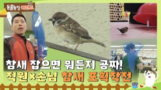 Download lagu [TV 동물농장 레전드] 참새 잡으면 뭐든지 공짜! 마트 직원×손님 총출동한 참새 포획작전! 풀버전 다시 보기 I TV동물농장 (Animal Farm) | SBS Story mp3