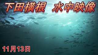 【下田横根】11月13日水中映像！シマアジ根際で発見！＃27