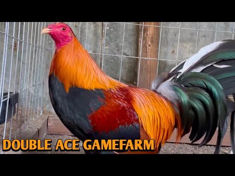 Grey Albany Kelso - DOUBLE ACE FARM