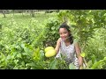 Benefits Of America Lemon How To Use