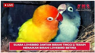 Download lagu SUARA LOVEBIRD JANTAN BIRAHI TINGGI || TERAPI MENAIKAN BIRAHI LOVEBIRD BETINA mp3