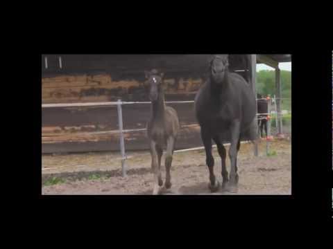 Teutates, Hengstfohlen *2012 v. Lossow x Biotop, ca. 6 Wochen alt