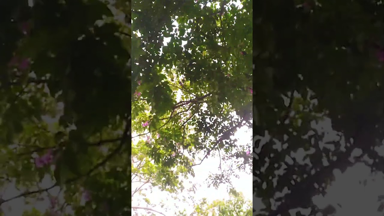 ytshort, Nature #hindisong #song #love #coversong