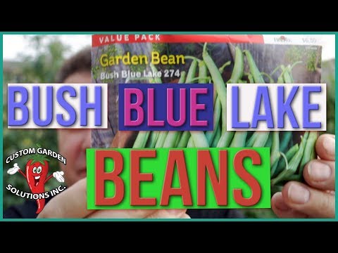 download lagu mp3 mp4 Blue Lake 274 Beans, download lagu Blue Lake 274 Beans gratis, unduh video klip Blue Lake 274 Beans