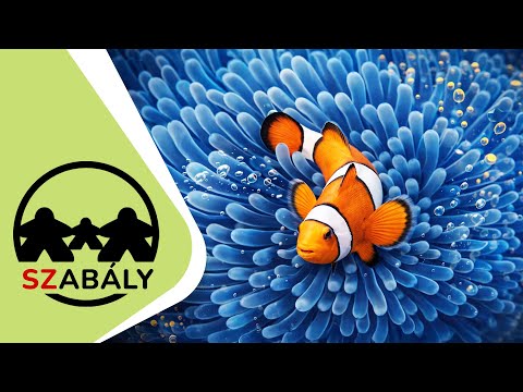 Játékszabály: KORALLZÁTONY - d3meeples