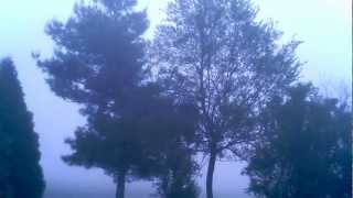 Bent pine tree in fog with birds