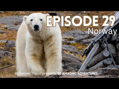 🐻‍❄️ Polar bears, glaciers, arctic foxes, walruses, an underwater wedding and more!