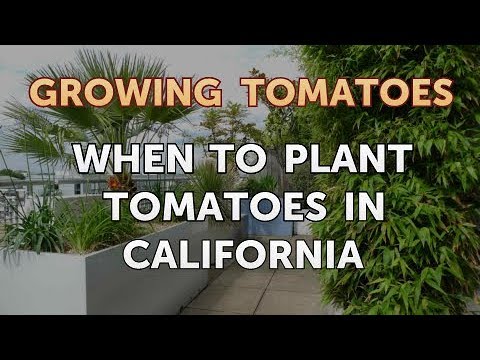 YouTube video about: When is the best time to plant tomatoes in california?
