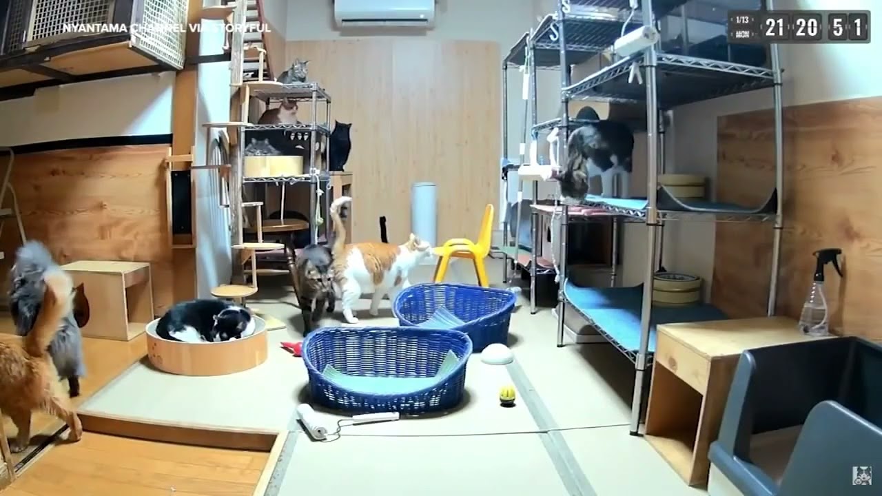 Cats Caught on Livestream Appearing to Sense Earthquake