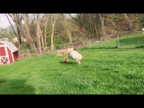 Dog play on Easter Day