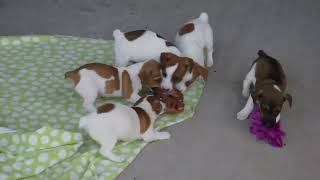 Download lagu Jack Russell Terrier Puppies For Sale mp3