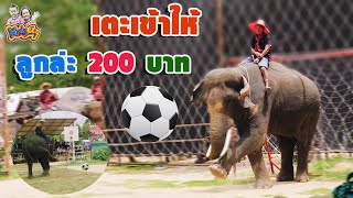 ช้าง ช้าง เตะฟุตบอล เตะเข้าเอาไปเลย 200  - KidsMeSong Family