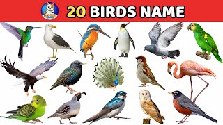 🐤 20 Types of Birds | Learn Birds Name & Birds Singing for Kids 🎵