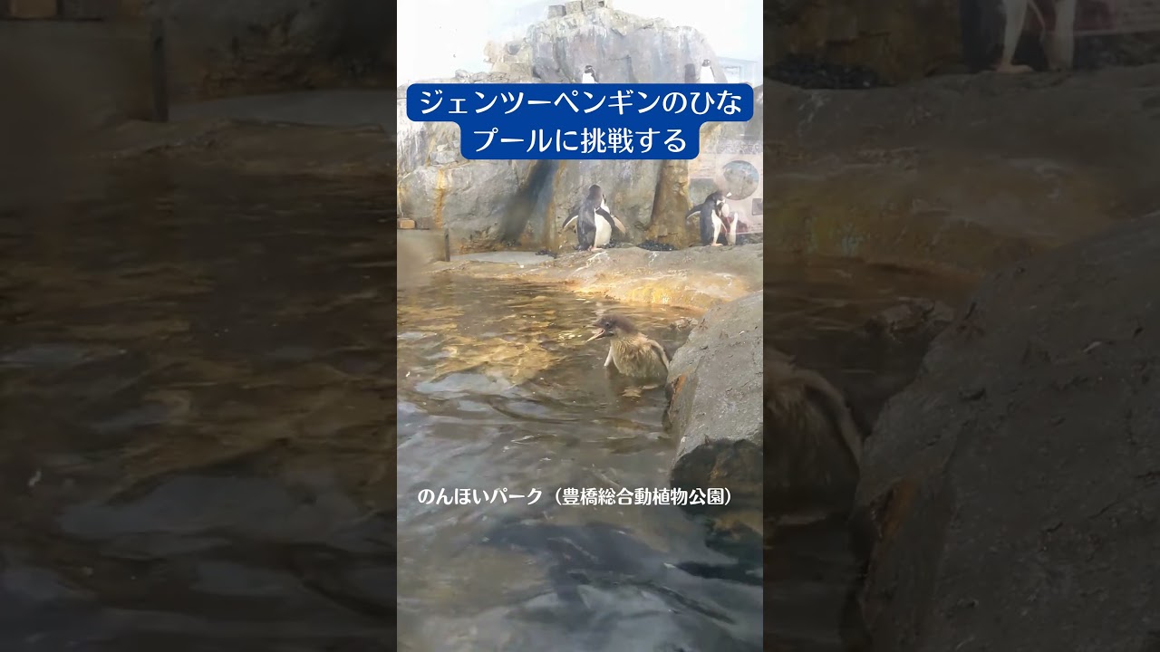 ジェンツーペンギンのひな・プールに挑戦する #shorts #ジェンツーペンギン #gentoopenguin #のんほいパーク #豊橋総合動植物公園 #豊橋 #愛知 #zoo #animal