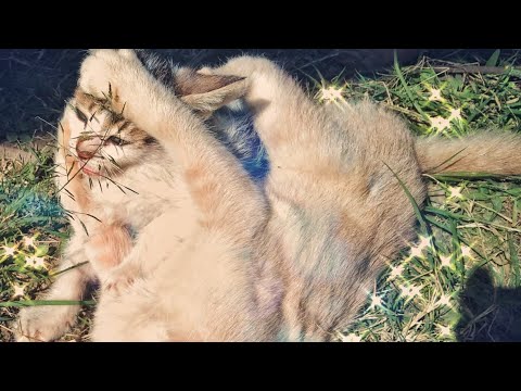 cat fight of , lovely girl.♥️🤩🤩😝love animals...Aruna rai