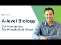 Cell Membranes The Phospholipid Bilayer A Level Biology OCR AQA Edexcel