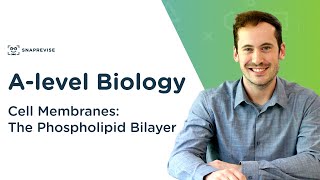 Cell Membranes: The Phospholipid Bilayer | A-level Biology | OCR, AQA, Edexcel