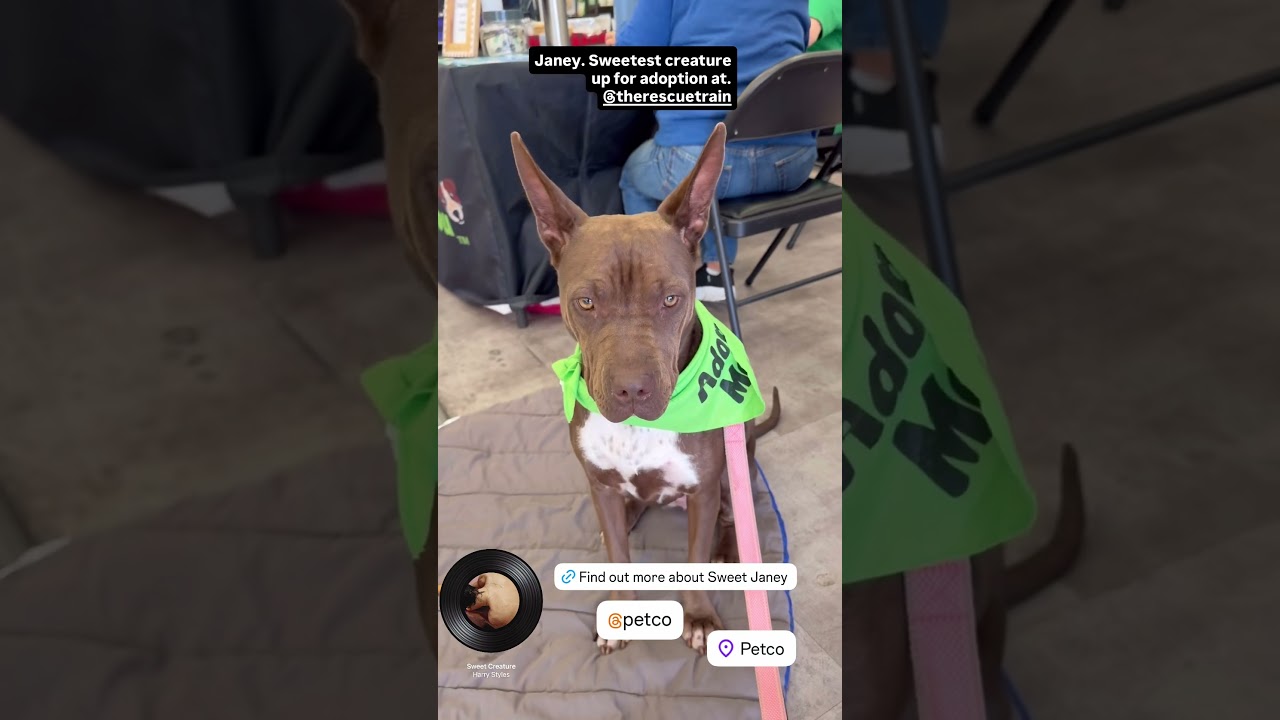 Enlarge Janey - Bestest Girl! Video!, a Adoptable mixed breed in Los Angeles, CA video 6/6