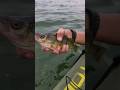 Video Thumbnail for Perch  #fishing #shorts #short