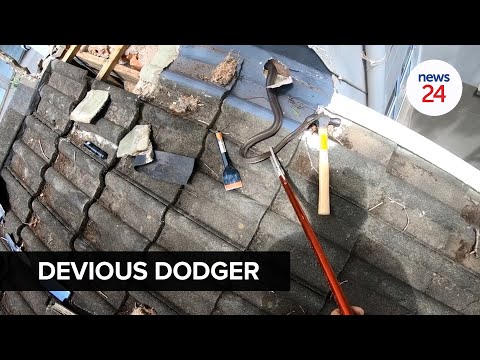 WATCH | 'Too close for comfort': Black mamba found hiding in the roof at a Durban home