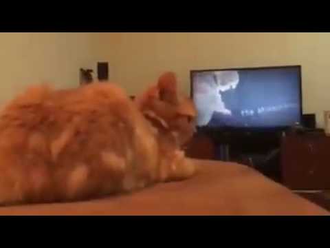 Cat meow is watching Game of Thrones