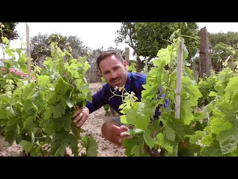 Sardus Pater - Carignano del Sulcis