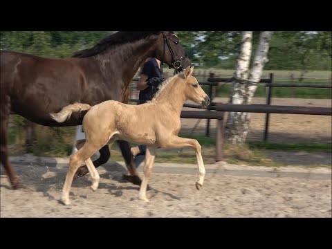 *2021 Hengst von Qaside MD - Swarovski SOLD!!!