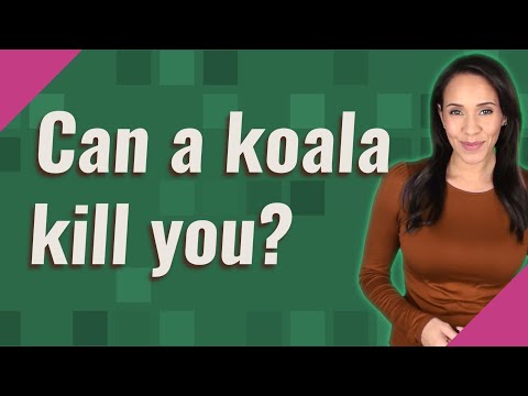 Can a koala kill you?