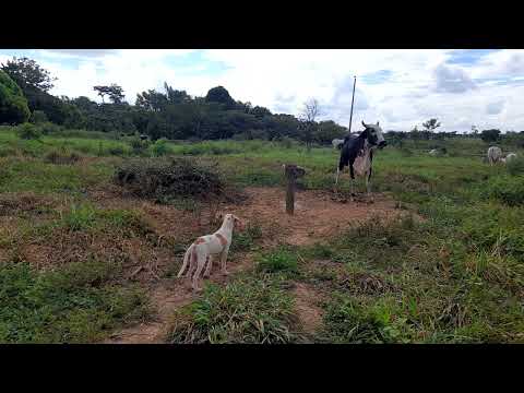 Criação De Gado Capixaba Acre