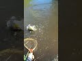 Video Thumbnail for Crazy Mad Brown Trout Head Shakes!