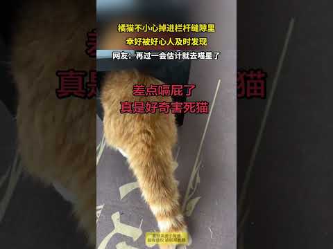橘猫不小心掉进栏杆缝隙里，幸好被好心人及时发现