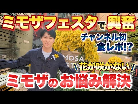 園芸 四季のミモザ