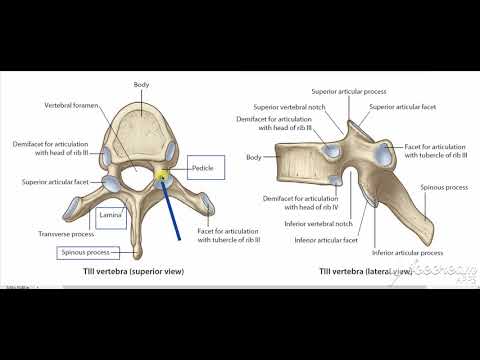 Thoracic vertebrae 2