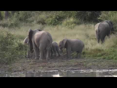 Djuma: Elephants getting a quick drink - 17:31- 05/03/20