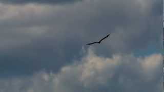 preview picture of video 'Bald Eagle at Hawks Nest'