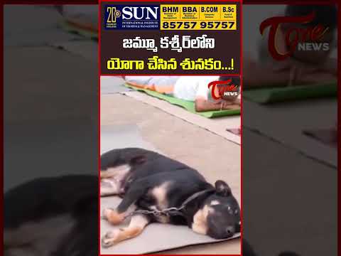 జమ్మూ కశ్మీర్‌లోని యోగా చేసిన శున‌కం...! #jammukashmir #yoga #viralvideo #dog #indianarmy #tonenews
