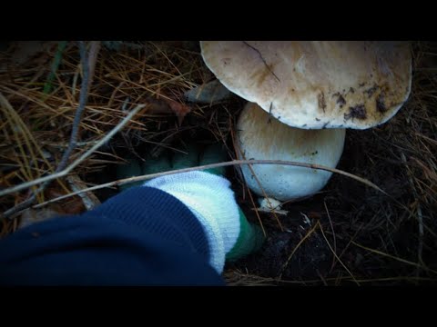 Foraging: Huge Porcini (Boletus edulis)! Adelaide Hills | Wild Mushroom Hunting 2021